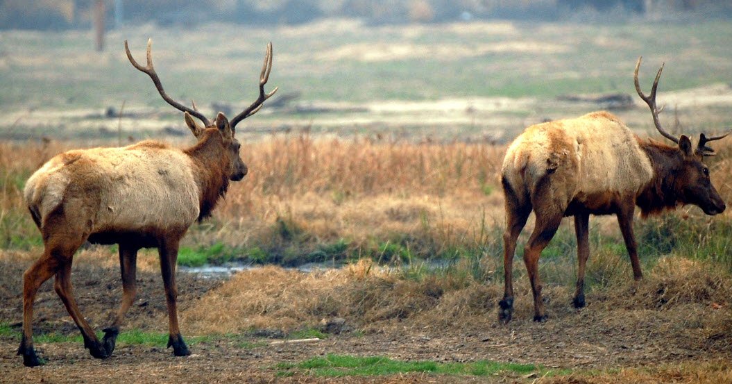 Tule Elk Reserve State Natural Reserve, California, USA